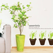 ★Sansevieria★Kualitas Tinggi Desain Grafis Wall Sticker ★ Stylish  Desain Pekerjaan / Made In Korea