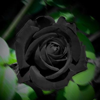 Beautiful Black Rose Flower Images | Best Flower Site