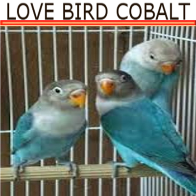 Qoo10 BURUNG  LOVEBIRD  COBALT  BALIBU 3 BULAN TERAWAT DAN 