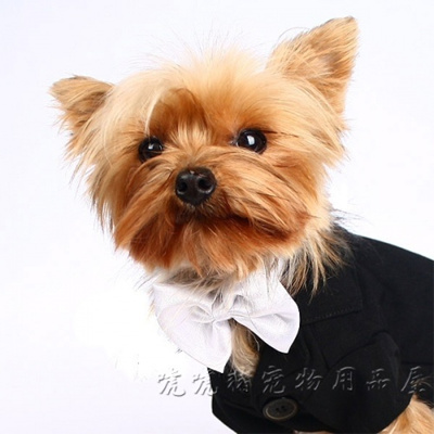 Qoo10 Doggie Wardrobe Wedding Collection Pet Care