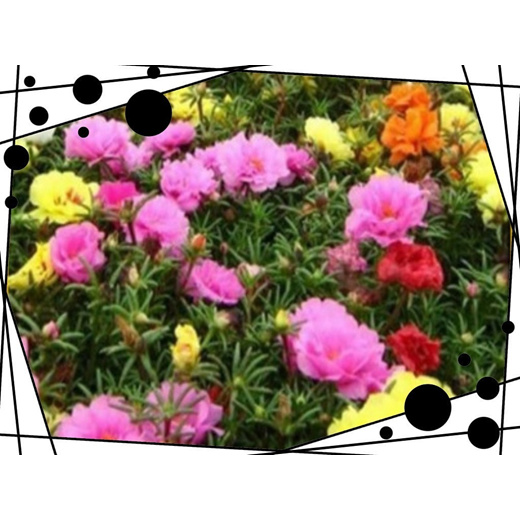 Hot 1 Pack 200 Seeds Sun Plant Flower Seed Portulaca Grandiflora Wcy KW 