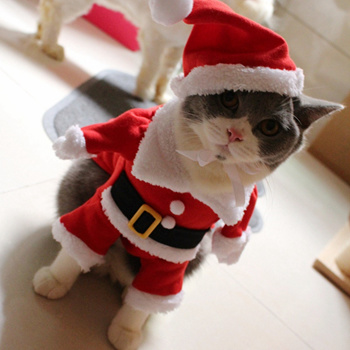 christmas cat coat