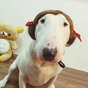 Pet head Bull Terrier pet funny wigs hair wigs wig hair pet pet dog supplies