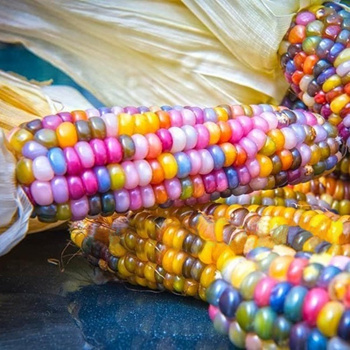 rainbow corn kernels