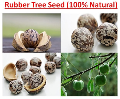 Qoo10 - Rubber Tree Seed : Tools & Gardening