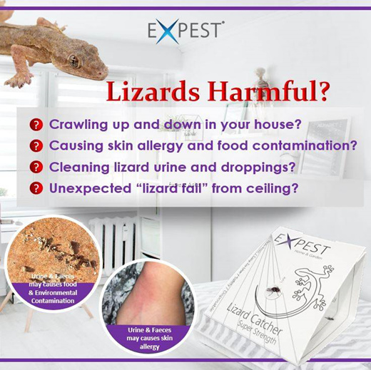 Qoo10 - EXPEST Home Reptile/Lizard Sticky Trap Pest Control Stop