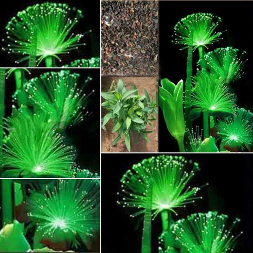 emerald fluorescent flower seeds