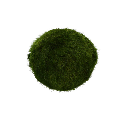 3-4cm Marimo Moss Balls Live Aquarium Plant Algae Fish Shrimp Tank  Ornament: Buy Online at Best Price in UAE 