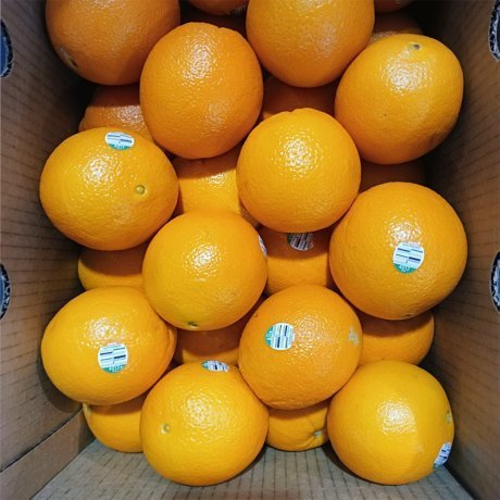 고당도 네이블 오렌지 25과(중소과/개당 150g 내외)