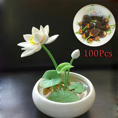 10pcs Lotus Seeds Water Flower Aquatic Garden Plants Fragrance Blooming Gift 