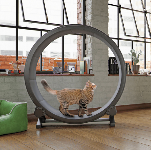 Qoo10 - Indoor Cat Exercise Wheel - High Quality - Large Version - Spin ...