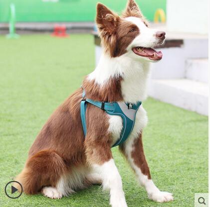 truelove dog harness