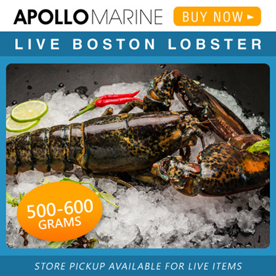 Qoo10 - Boston Lobster : Groceries