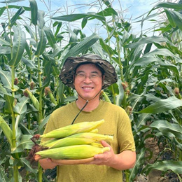 강원도 찰 옥수수 당일수확 산지발송 미백 찰옥수수 (횡성 정선 영월 홍천)