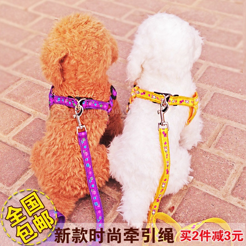 chain leash for small dog