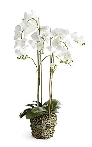 Qoo10 Napa Home Garden Di1222 Cc Phalaenopsis Drop In 44