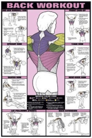 F1 Recreation Original Ball Workout Poster (Chest, Biceps, Triceps &  Forearm) CEF10B