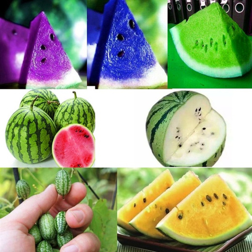 Qoo10 50pcs Special Variety European Watermelon Seeds Green Flesh Purple Fle Diet Styling