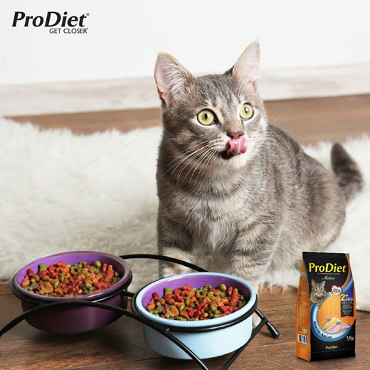 prodiet kitten