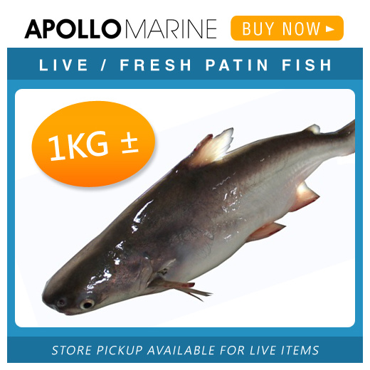 Qoo10 Patin Fish Meat Seafood