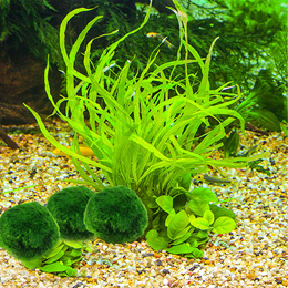 Green Algae Balls Artificial Aquarium Seaweed Balls for Fish Tank  Decoration 3-4cm Realistic Accessories Algae Ball for Fish Tank Artificial  Green Plant Decorative Balls