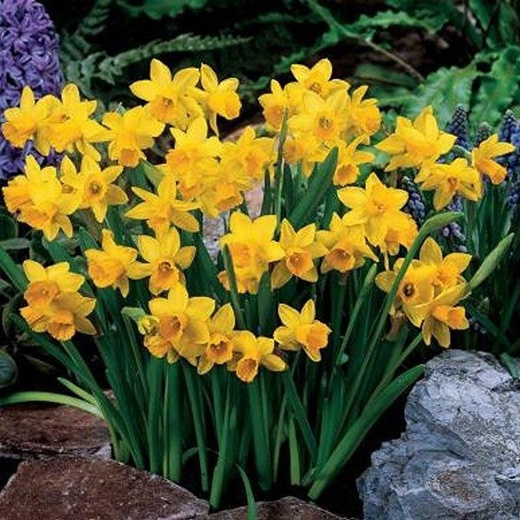 Qoo10 - 100pcs Narcissus Daffodil SeEDs 