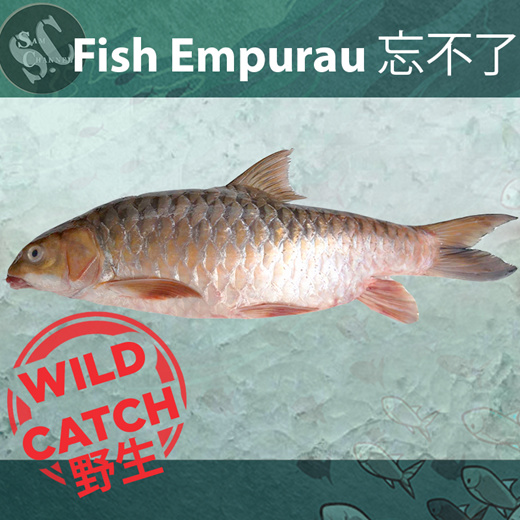 Qoo10 Fish Empurau 忘不了 Meat Seafood