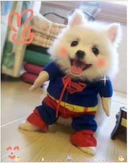 Qoo10 ペット服犬服 可愛いペットの服 人気犬服通販 インストールされている大型犬が撮影した超かわいいスーパーマンの化身 Pet Supplies