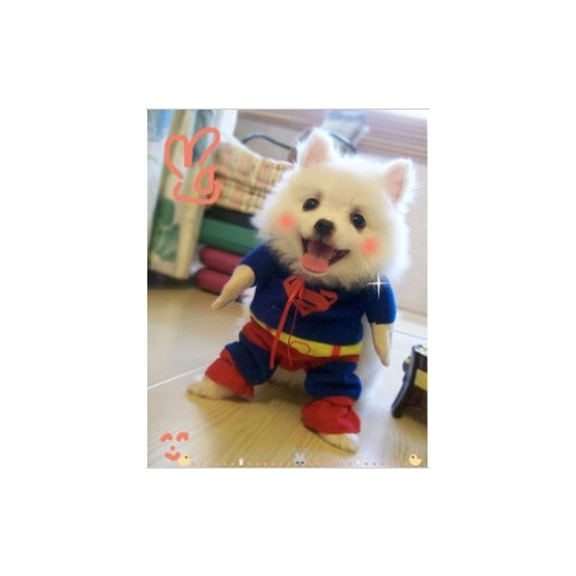Qoo10 ペット服犬服 可愛いペットの服 人気犬服通販 インストールされている大型犬が撮影した超かわいいスーパーマンの化身 Pet Supplies
