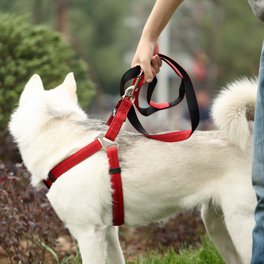 chain dog leash near me