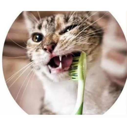 Qoo10 New Develop 1set Pet Cat Dog Tooth Finger Brush Dental Care For Pet To Pet Care