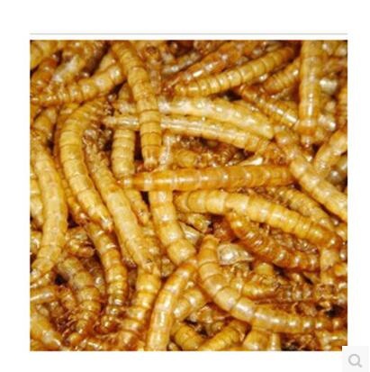 hamster worm food