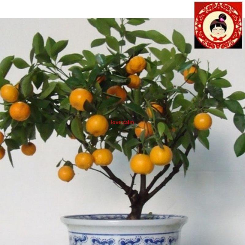 Qoo10 - 30pcs Edible Fruit Mandarin Citrus Orange bonsai ...