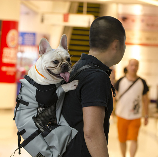 large dog carrier