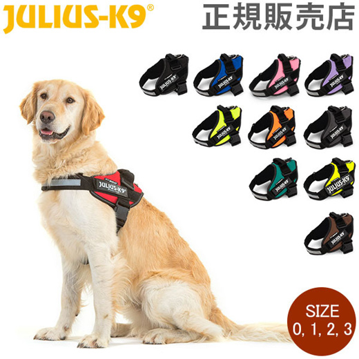 Julius k9 outlet golden retriever size