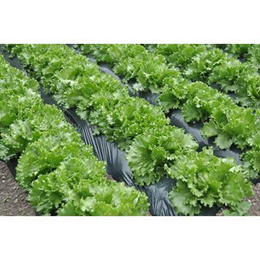 Lettuce Green 5x Quality Seeds For Kitchen Garden
