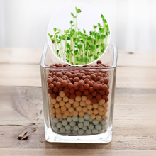 Transparent little flower square glass cylinder glass vase water green grass Succulents copper coins